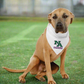 NA CHARGERS DOG BANDANA (4 STYLES)